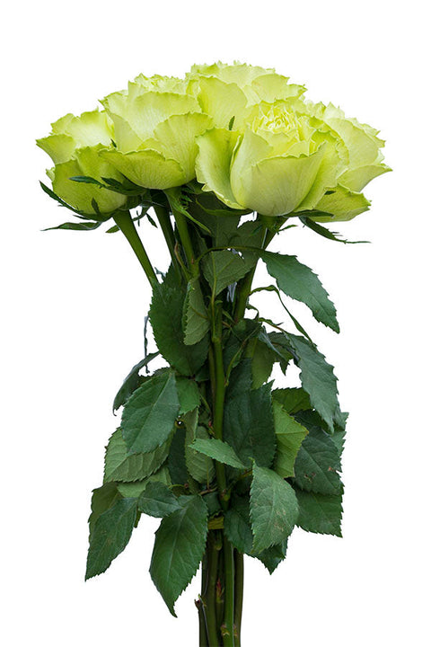 Green roses for sale - Buy green roses - Flower Explosion