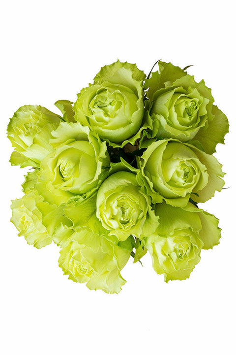 Green roses for sale - Buy green roses - Flower Explosion