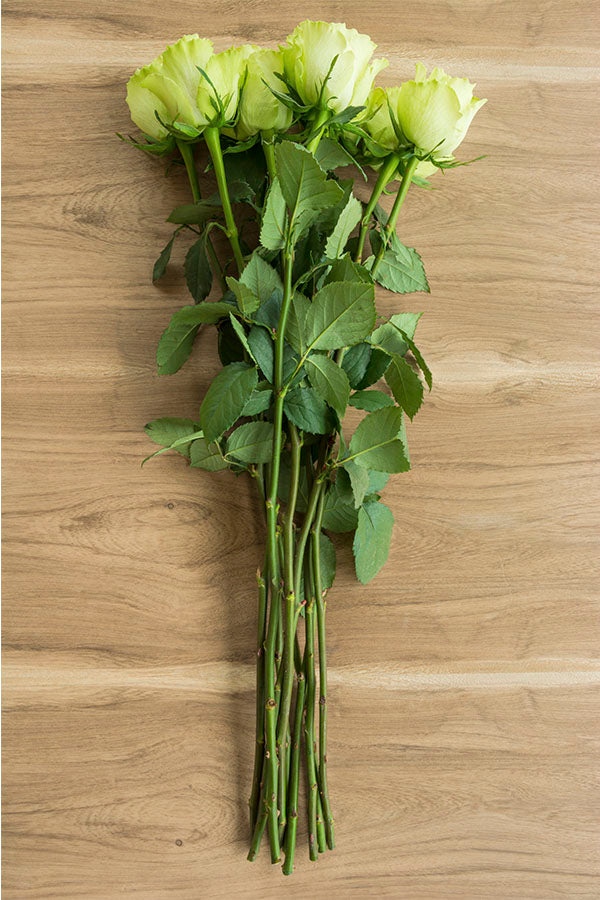 Two Green Roses Single Green Rose Flowers