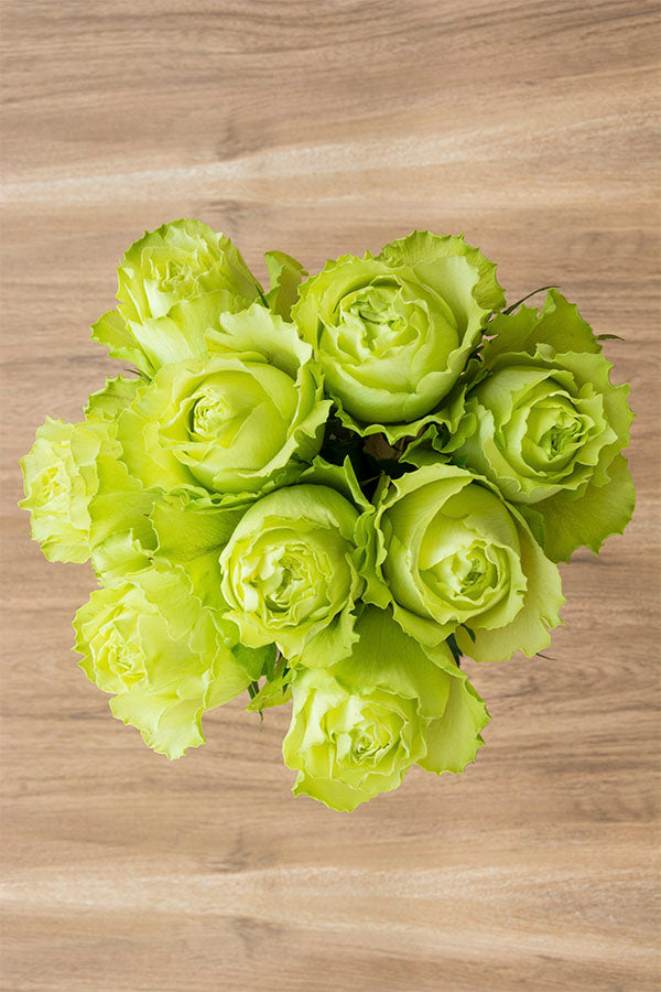 Super Green Garden Rose