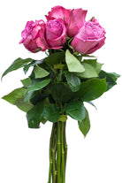 Purple Cezanne Rose