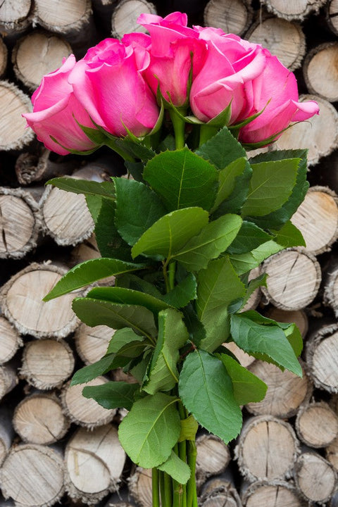 Hot pink roses for sale - Cheap pink roses - Flower Explosion