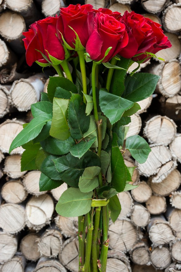 Freedom Red Rose - flowerexplosion.com