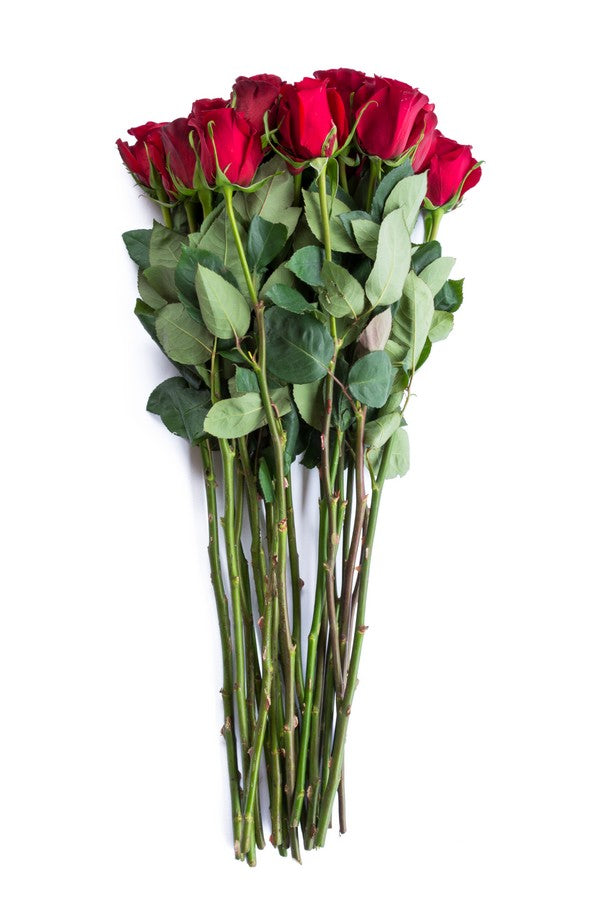Freedom Red Rose - flowerexplosion.com