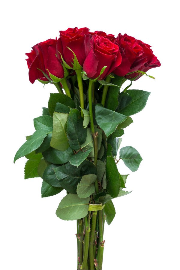 Freedom Red Rose - flowerexplosion.com