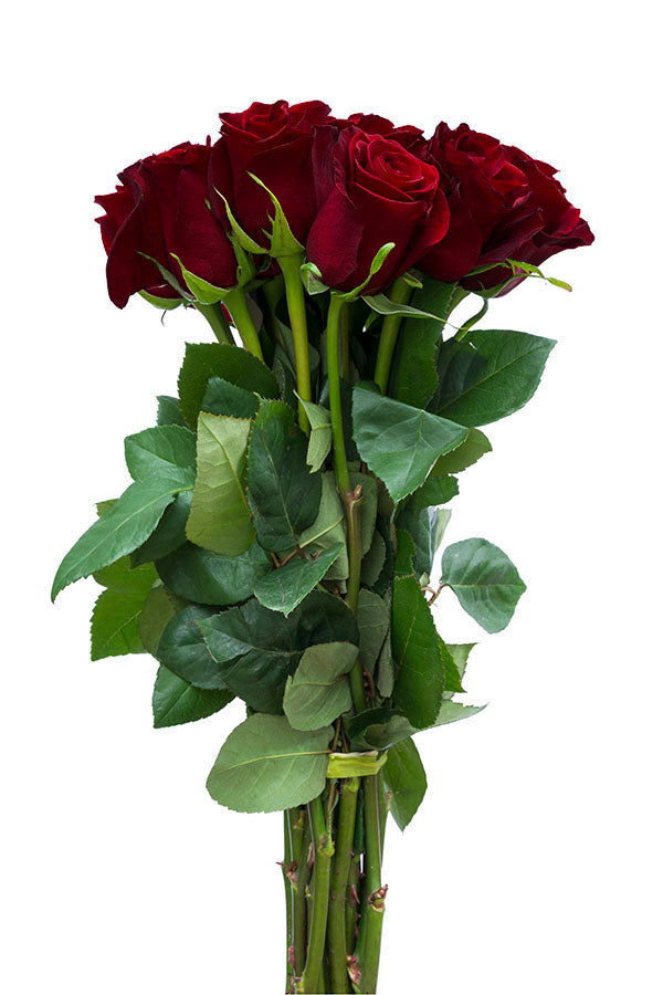 Blood Red Roses Flowers