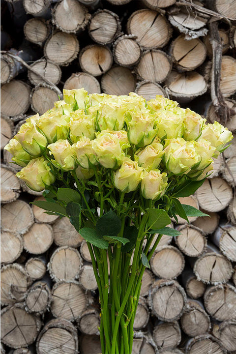 Green roses for sale - Buy green roses - Flower Explosion