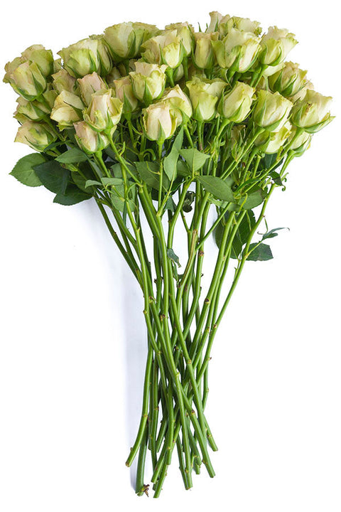 Green roses for sale - Buy green roses - Flower Explosion