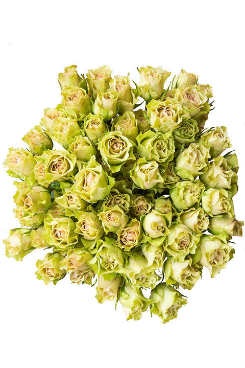 Green roses for sale - Buy green roses - Flower Explosion