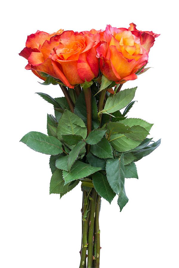 Free Spirit Orange Garden Rose