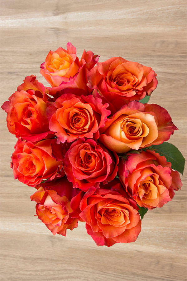 Free Spirit Orange Garden Rose