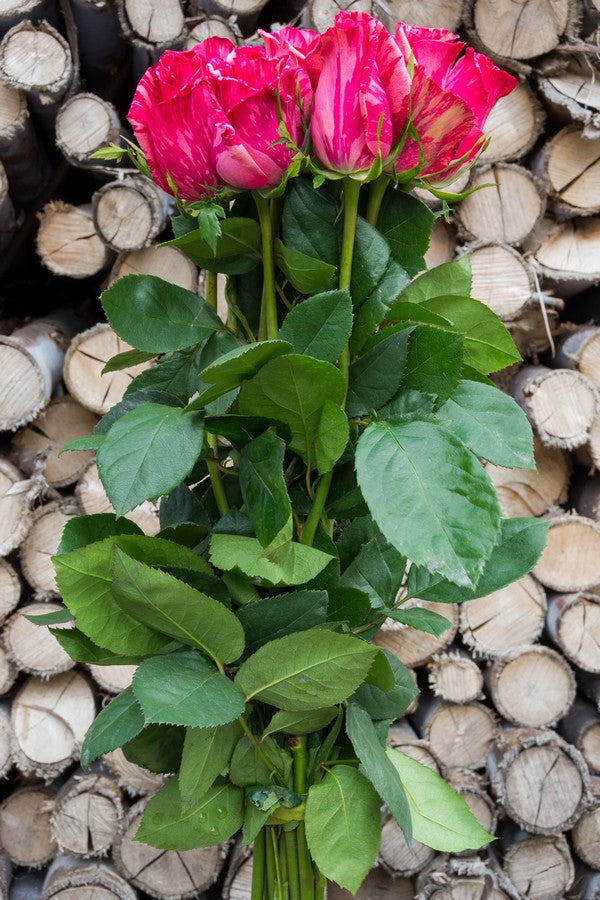 Pink Intuition Roses