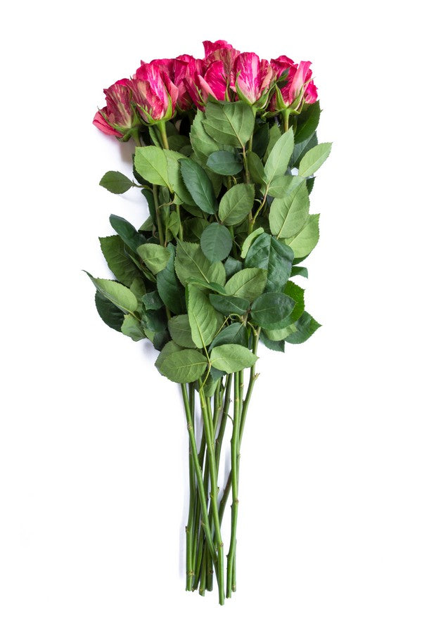 Pink Intuition Roses
