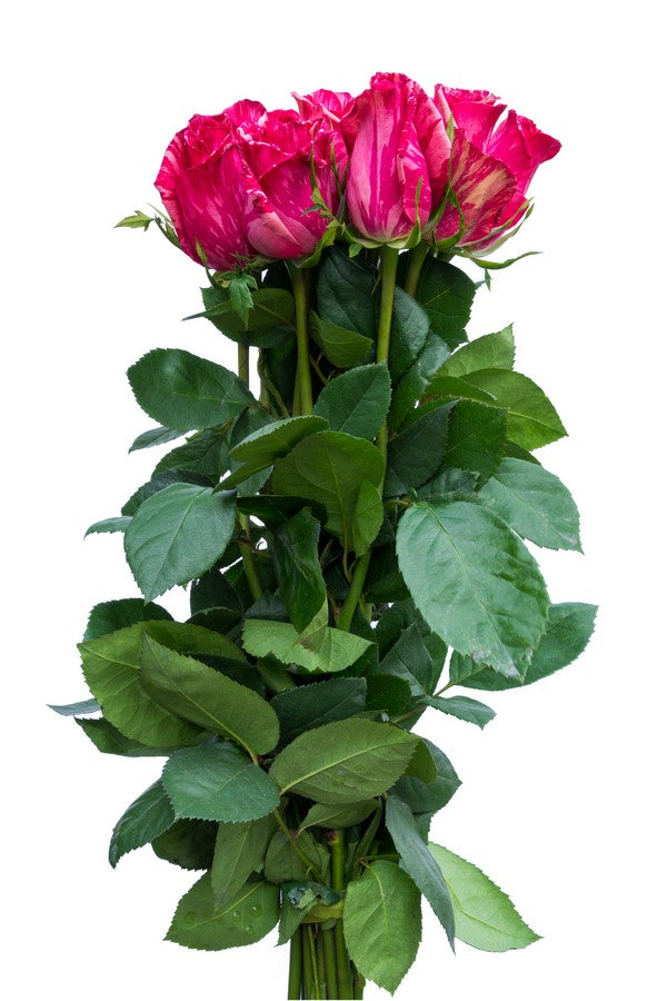 Internalm Roses Pink Intuition - Exclusive Roses | Flower Explosion