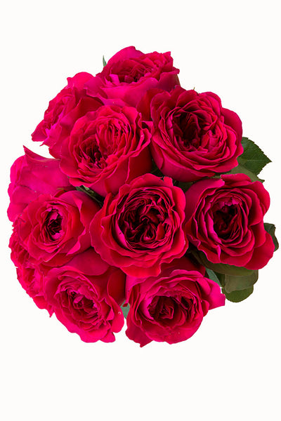 roses_77_white_topview_grande.