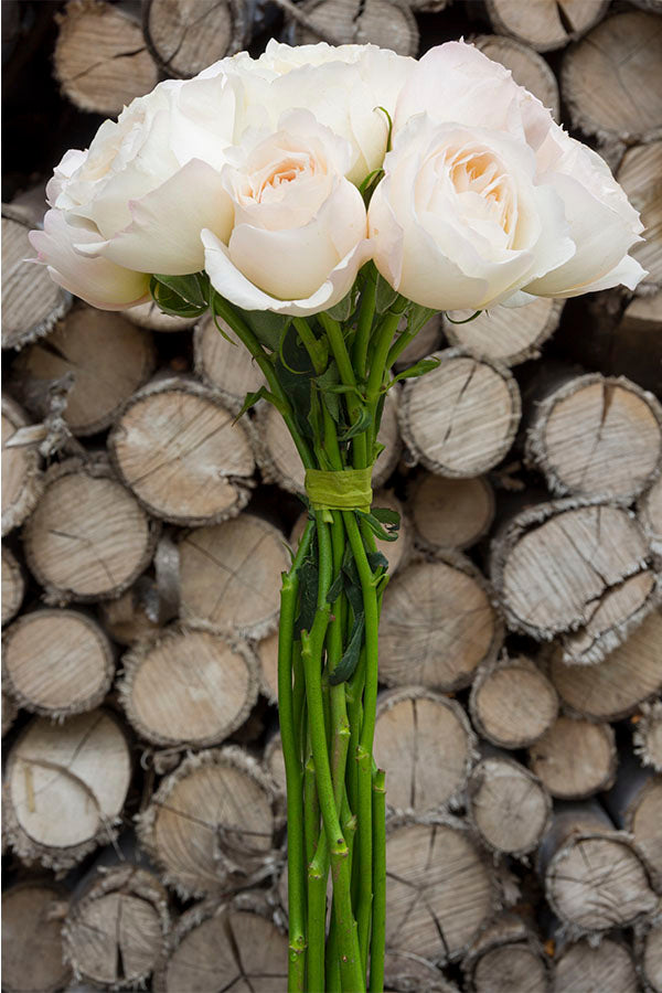 Classic Woman Garden Rose