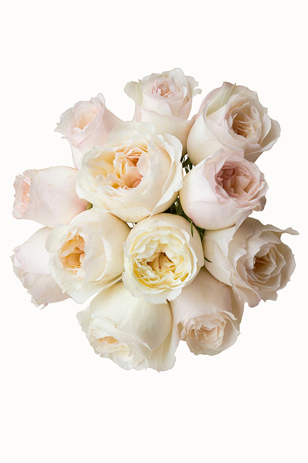 Classic Woman Garden Rose