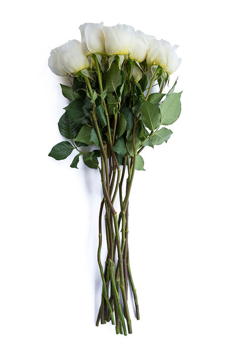 Cream roses - Buy cream roses - Flower Explosion