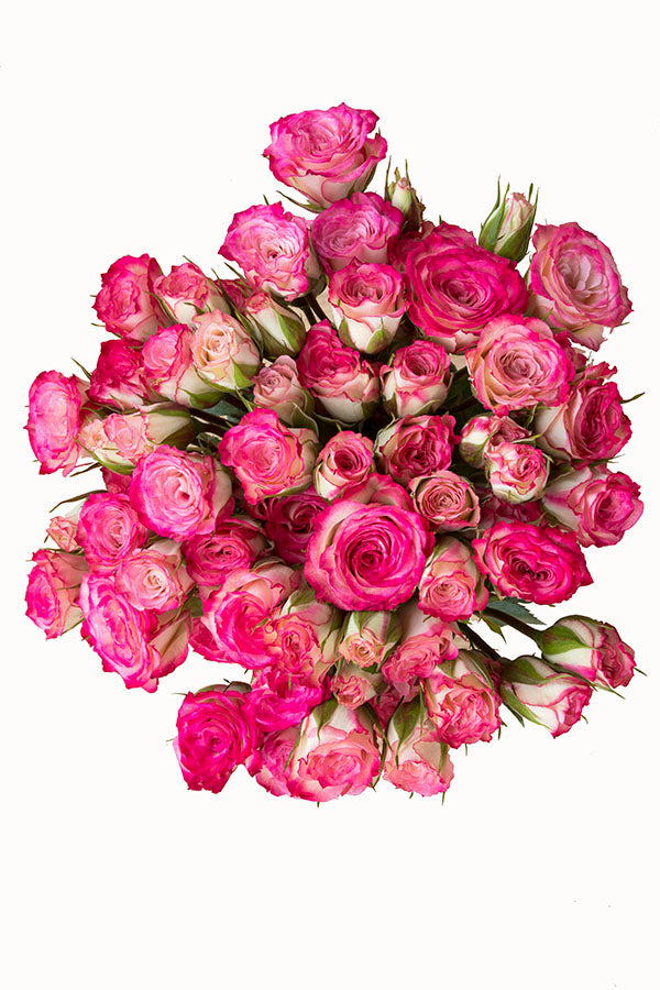 Hot Pink & White Spray Roses – Flower Explosion
