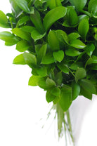 ruscus israeli