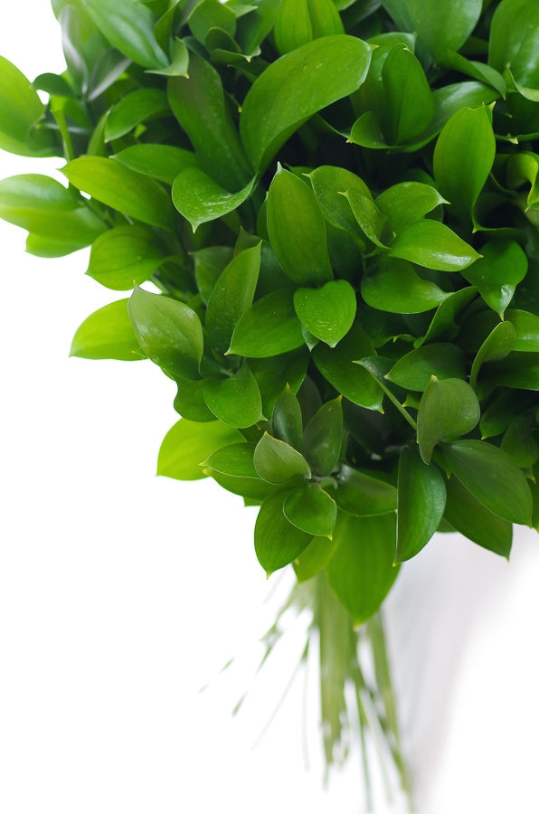 Ruscus - Israeli Ruscus Greenery - Flower Explosion
