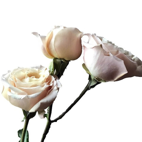 Blush roses for sale - Blush colored roses - Flower Explosion