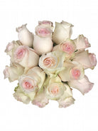 señiorita blush roses