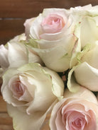 seniorita blush rose heads