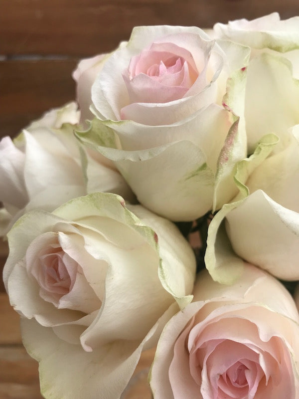seniorita blush rose heads