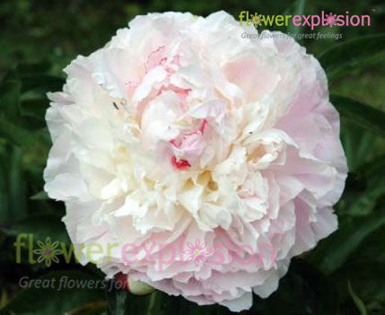 Shirley Temple Blush Peony