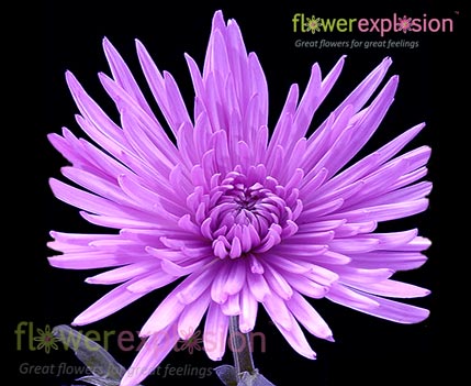 where to buy spider mums plants Anastasia Lavender Spider Mum Flowers Wholesale Online @ Flower Explosion
