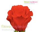Star 2000 Rose