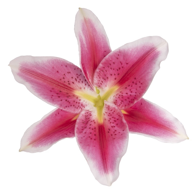 starfighter lily