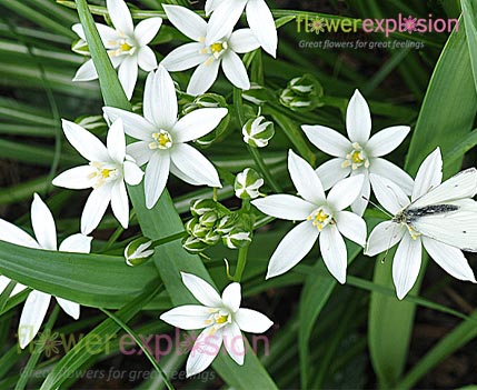 star of bethlehem house plant Star of Bethlehem White Filler