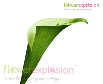 Green Goddess Calla Lily Flower Bouquets for Wedding Online @ Flower  Explosion