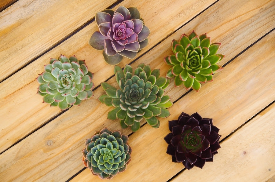 Succulents Combo Package