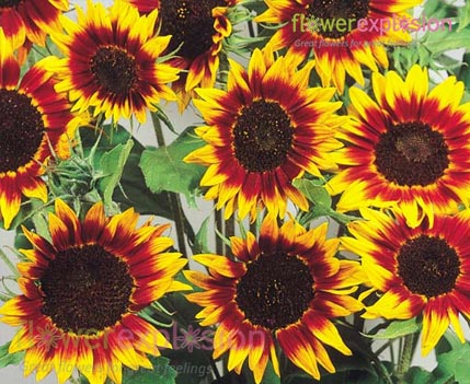 Ring of Fire Sunflowers