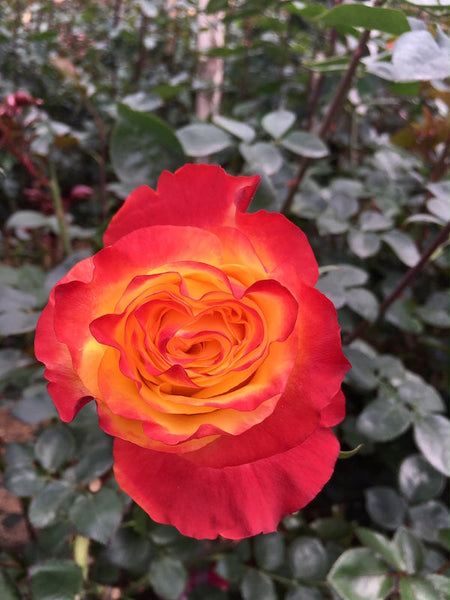 Sunset X-Pression | Orange Garden Rose - Garden Roses - Flower