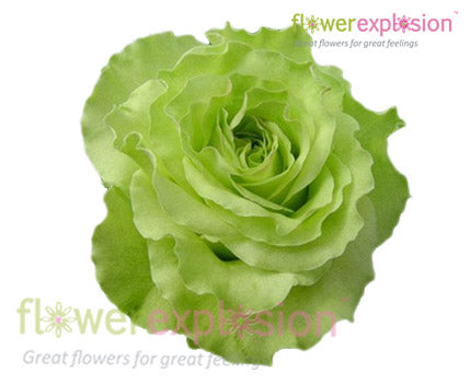 Green Garden Rose – Flower Explosion