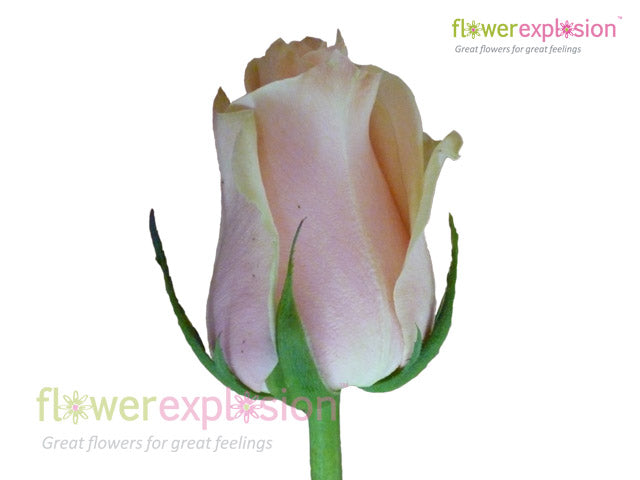 Talea Rose | Bulk Cream Roses | Wedding Cream Roses – Flower Explosion
