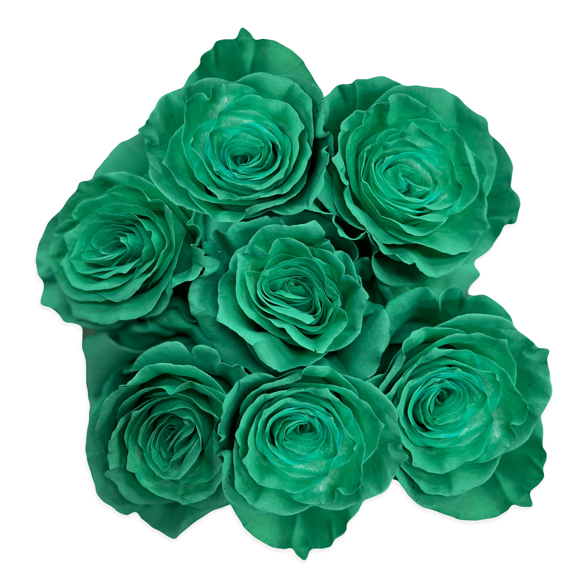 Fresh Teal Green Roses - Farm Direct Delivery - Flower Explosion