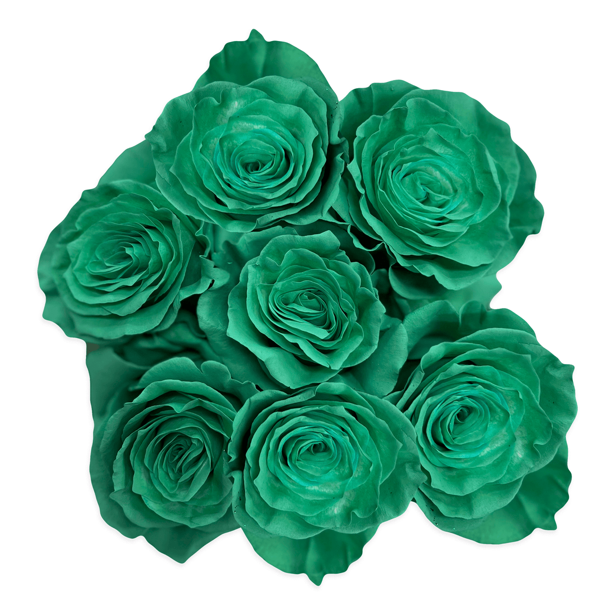 Fresh Teal Green Roses - Farm Direct Delivery - Flower Explosion