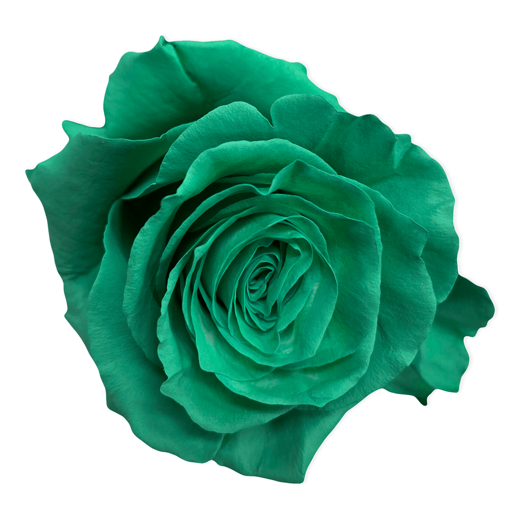 Fresh Teal Green Roses - Farm Direct Delivery - Flower Explosion