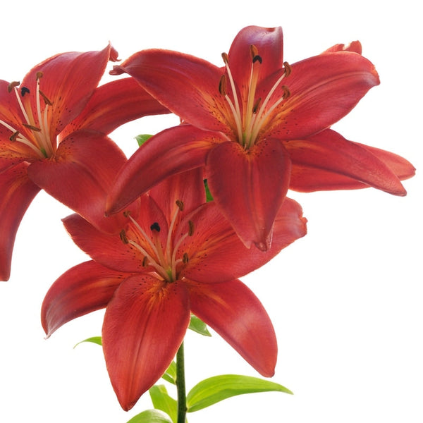prunotto asiatic lily Asiatic Lilies - Terracotta - 30 Stems