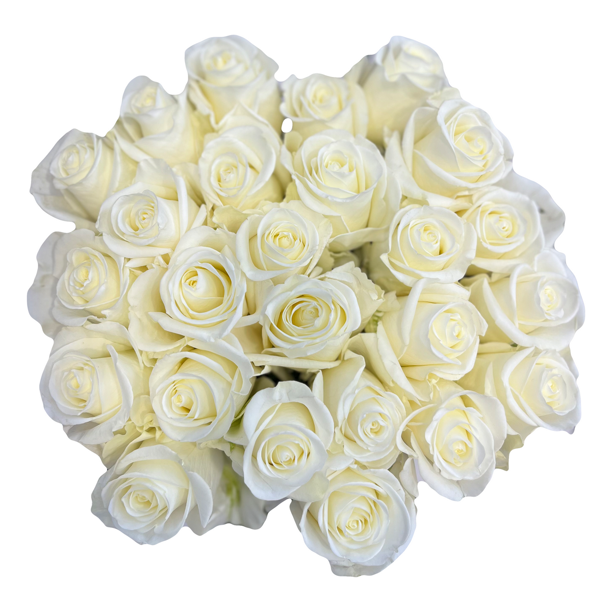 Cream roses - Buy cream roses - Flower Explosion