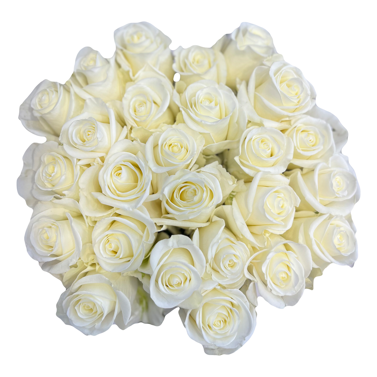 Tibet Ivory Cream White Rose Bulk Online For Weddings & Events @ Flower ...