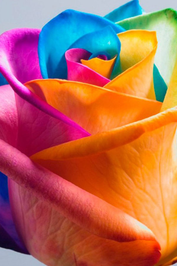 Pretty Ranibow Real Pretty Rainbow Flowers