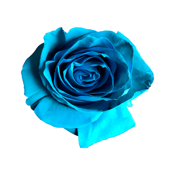 Turquoise Ribbon Roses Turquoise Tinted Roses - Unique Flowers | Flower Explosion Online