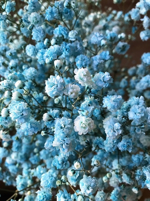 Turquoise Tinted Baby's Breath - Gypso