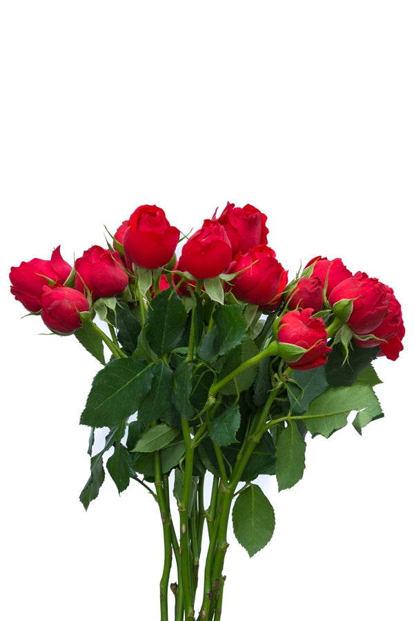 Red Spray Rose 100 stems buy bulk flowers- JR Roses